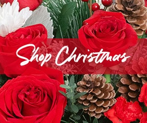 Send Christmas Flowers